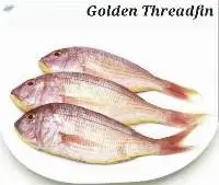 Golden Threadfin Fish