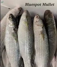 Bluespot Mullet Fish