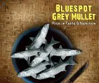 Bluespot Grey Mullet Fish