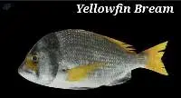 Yellowfin Bream Fish