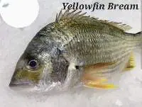 Yellowfin Bream Fish