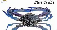 Blue Crabs