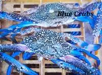 Blue Crabs