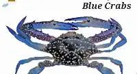 Blue Crabs