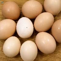 Indonesia Native Eggs