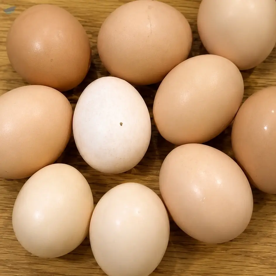 Indonesia Native Eggs