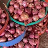 Onion