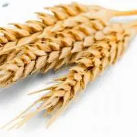 Wheat