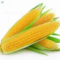 Corn