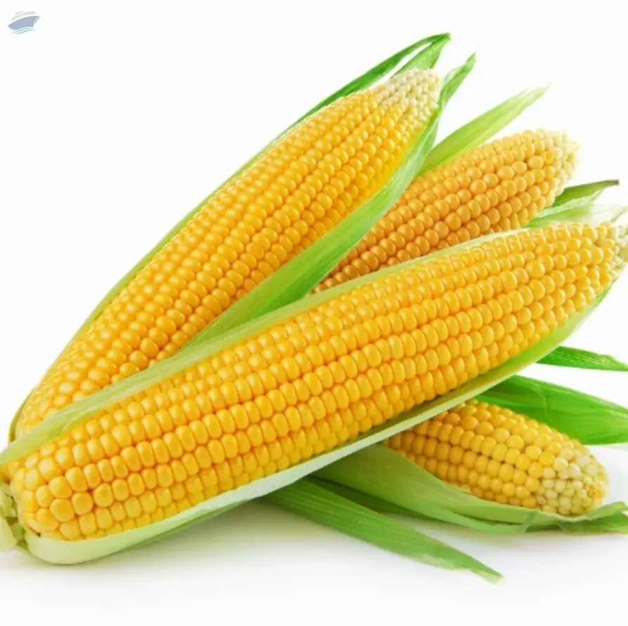 Corn