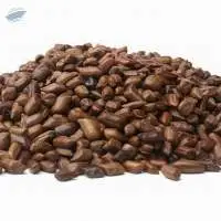 Cassia Tura Seeds