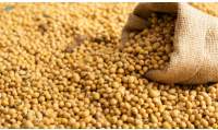 Soybean