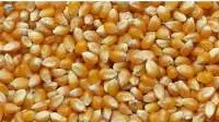 Corn
