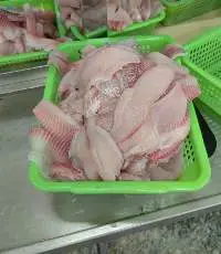 Tilapia