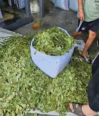 Bay Leaves