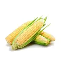 Sweet Corn