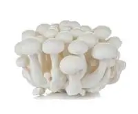 White Shimeji Mushroom