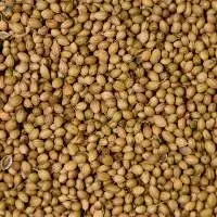 Coriander Seeds