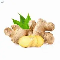 Ginger