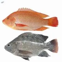 Frozen Tilapia Fish