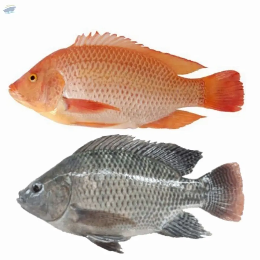 Frozen Tilapia Fish