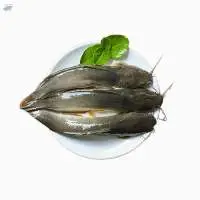 Frozen Catfish