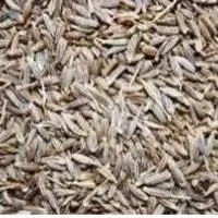 Fennel Seeds