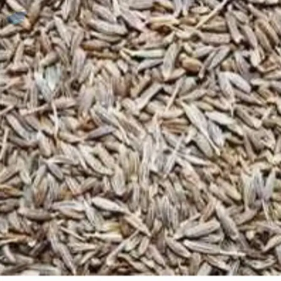 Fennel Seeds