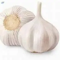 Fresh White Garlic