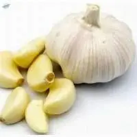 Fresh Natural Garlic