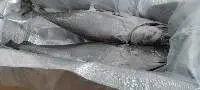 Yellowfin Tuna Fish