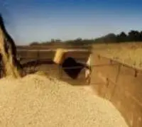 Non GMO Soybean