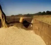 Soybean GMO