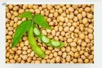 Non-GMO Soybean