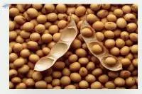 GMO Soybean
