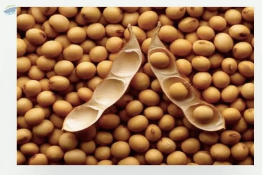 GMO Soybean