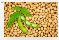 Top Quality Soybeans