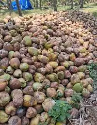 Coconut