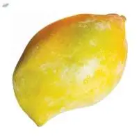 Totapuri Mango Puree & Concentrates