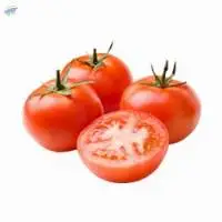 Tomato Paste