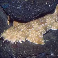 Spotted Wobbegong (Orectolobus maculatus)