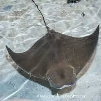 Cownose Ray (Rhinoptera bonasus)
