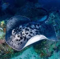 Round Ribbontail ray (Taeniura Meyeni)