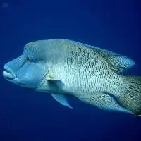 Napoleon Wrasse (Cheilinus undulatus)