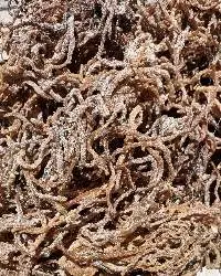 Eucheuma Cottonii