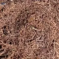 Gracilaria Verrucosa