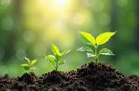 High Quality NPK Compound Fertilizer