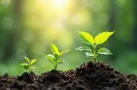 High Quality NPK Compound Fertilizer