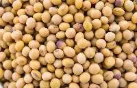 Natural Premium High Quality Soybean
