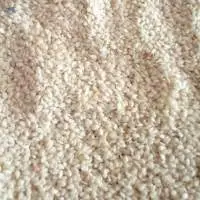 Sesame Seeds